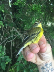 Setophaga discolor