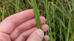 Cladium mariscus