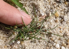 Cyperus subsquarrosus