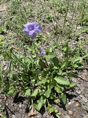 Ruellia nudiflora