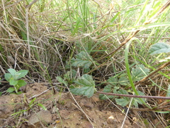 Hermannia althaeifolia