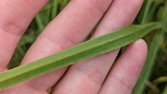 Cladium mariscus