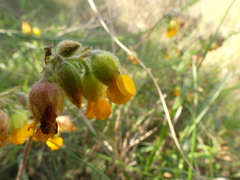 Hermannia althaeifolia