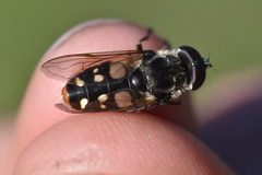 Sericomyia lata