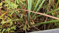 Cladium mariscus