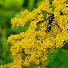 Ancistrocerus adiabatus