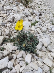 Papaver alpinum
