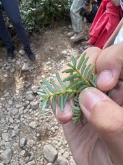 Abies amabilis