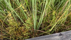 Cladium mariscus