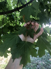 Acer skutchii