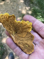 Pseudomerulius curtisii