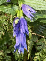 Gentiana asclepiadea
