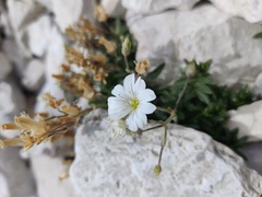 Cerastium alpinum