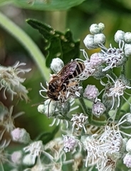 Halictus ligatus