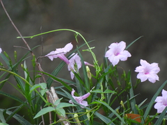 Ruellia