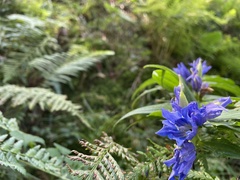 Gentiana asclepiadea