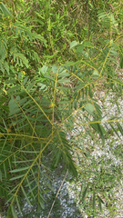 Senna hebecarpa