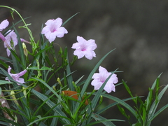Ruellia