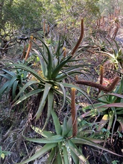 Aloe spicata