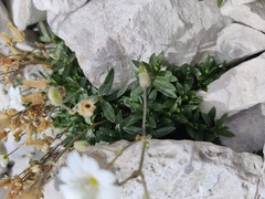Cerastium alpinum