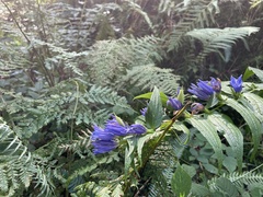 Gentiana asclepiadea