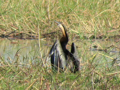 Anhinga rufa rufa