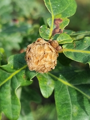 Andricus foecundatrix