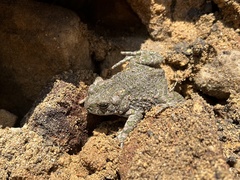 Bufotes viridis viridis