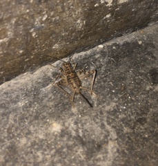 Gryllomorpha dalmatina
