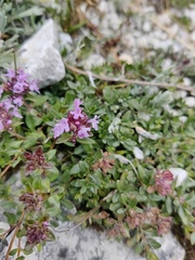 Thymus pulegioides