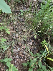 Festuca subverticillata