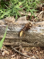 Asilus crabroniformis