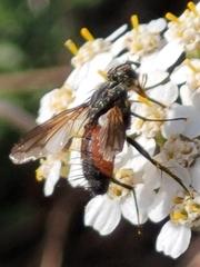 Eriothrix rufomaculata