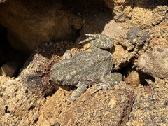 Bufotes viridis viridis