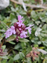 Thymus pulegioides