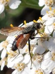 Eriothrix rufomaculata