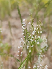 Melilotus wolgicus