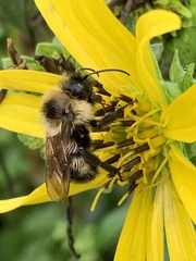 Bombus citrinus
