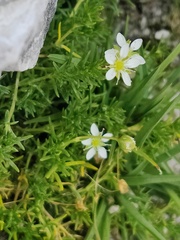 Moehringia ciliata