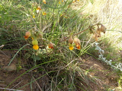 Hermannia althaeifolia