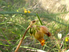 Hermannia althaeifolia