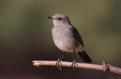 Oenanthe melanura neumanni