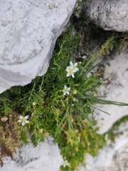Moehringia ciliata
