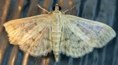 Herpetogramma aquilonalis