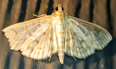 Herpetogramma aquilonalis