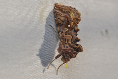 Autographa mappa