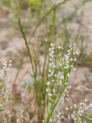 Melilotus wolgicus