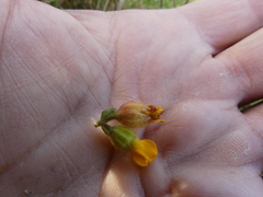 Hermannia althaeifolia