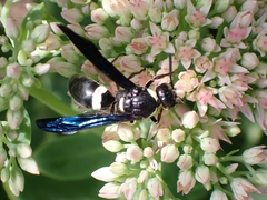 Monobia quadridens