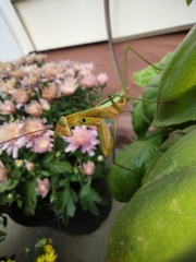 Mantidae